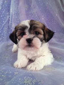Female Teddy bear puppy for sale #12|Teddy bear breeders in Pennsylvania will likely charge more than Purebredpups for teddy bear puppies